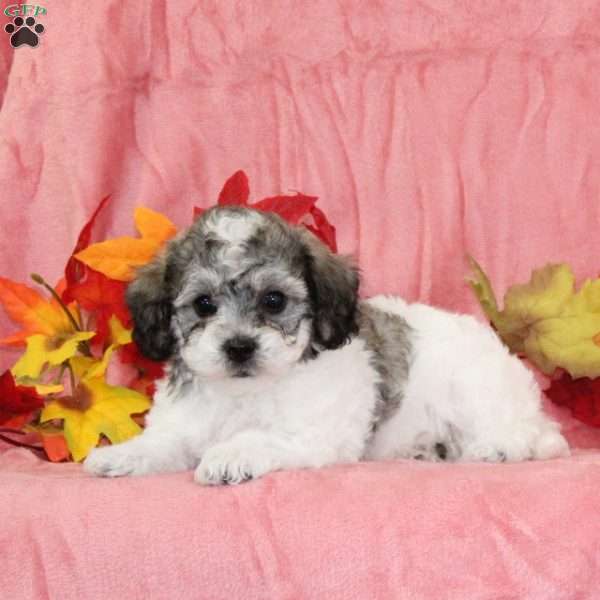 Darren, Bich-Poo Puppy